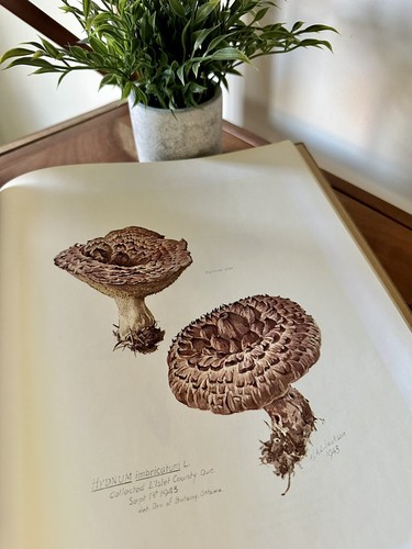 Mr Jackson's Mushrooms H.A.C. Jackson (Edited by Mimi Cazort) 1979 - Picture 11 of 11