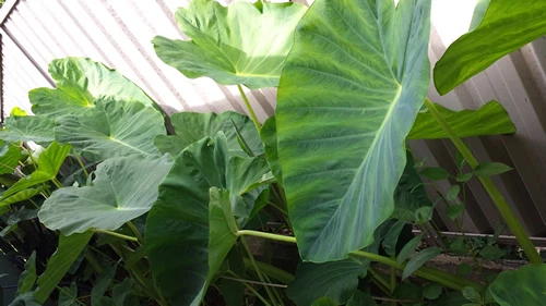 TARO - Giant Green, A Really Delicious & Vigorus Growing Variety - 1 Small Plant - image 2 of 4