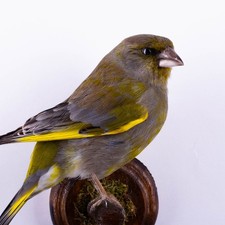 Taxidermy Greenfinch Wall mount Bird Real Stuffed Animal Hunt Lodge Decor