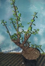 Bonsai Dwarf Jade Portulacaria Afra 19" Tall Great Shohin Style Small Leaves