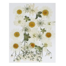Dried Pressed Flowers Natural Leave Real Pressed Flowers White Series