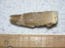 Dinosaur fossil tooth Spinosaurus Cretaceous Era bigger 1.5 inch long G1
