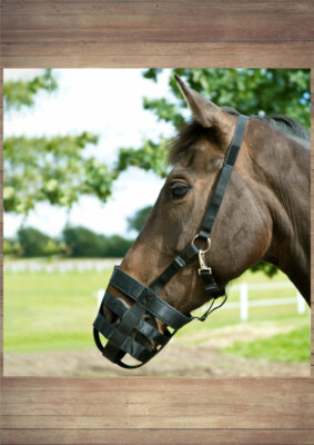 Kevin Bacon Eldorado Weidemaulkorb - Warmblut Pari Boy Zubehör