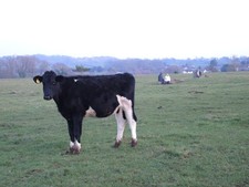 Photo A3 What are all these people doing in my field? Stanton Drew A you c2021