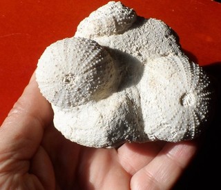 BLOC AVEC 2 OURSINS FOSSILES PLIOCÈNES D'ESPAGNE