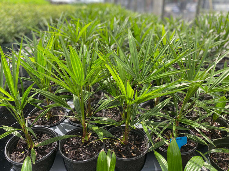 Windmill Palm Tree Plant Live Cold Hardy Trachycarpus Fortunei 2
