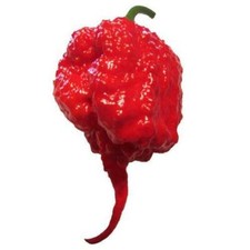 Carolina Reaper F1 Hybrid Pepper Seeds | Heirloom / Non-GMO | Free Shipping 1013