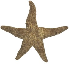 Natural Dried Starfish Specimen Collectible 11 Inch huge golden showstopper