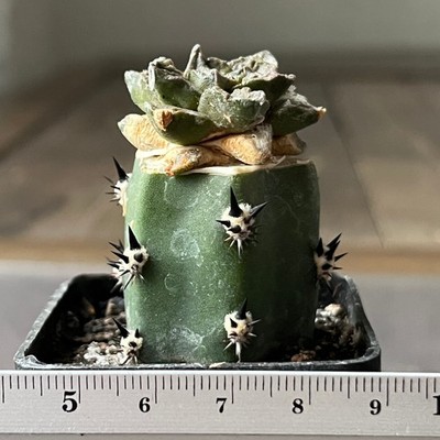 28-4319 Cactus hybr (scaph x fiss) (Grafted)