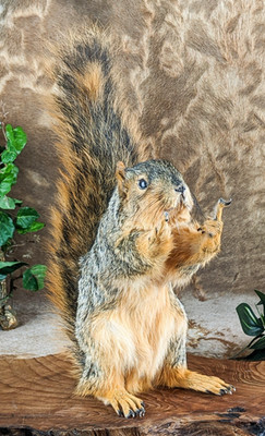 Fox Squirrel flipping the bird Taxidermy giving finger Curiosity Oddity Gift