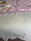 New Girls Pink Lamb Baby Blanket and Pillow  — photo 3