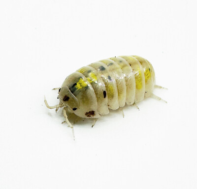 Isopod Factory 25+ Armadillidium Vulgare Japanese Magic Potion Isopods Bioactive