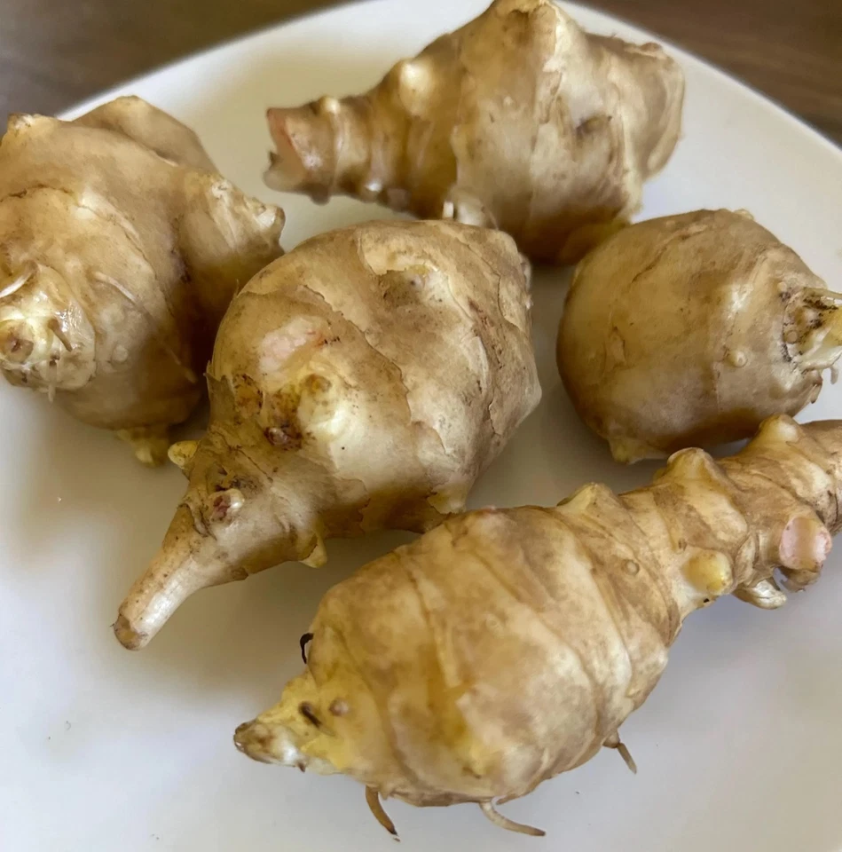 White Mammoth Sunchoke / Jerusalem Artichoke - Helianthus tuberosus - Image 3 of 4