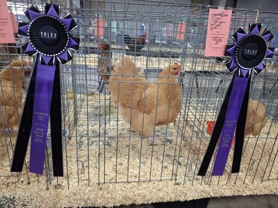 12 Fertile Chicken Hatching Eggs EXHIBITION QUALITY BUFF ORPINGTON 