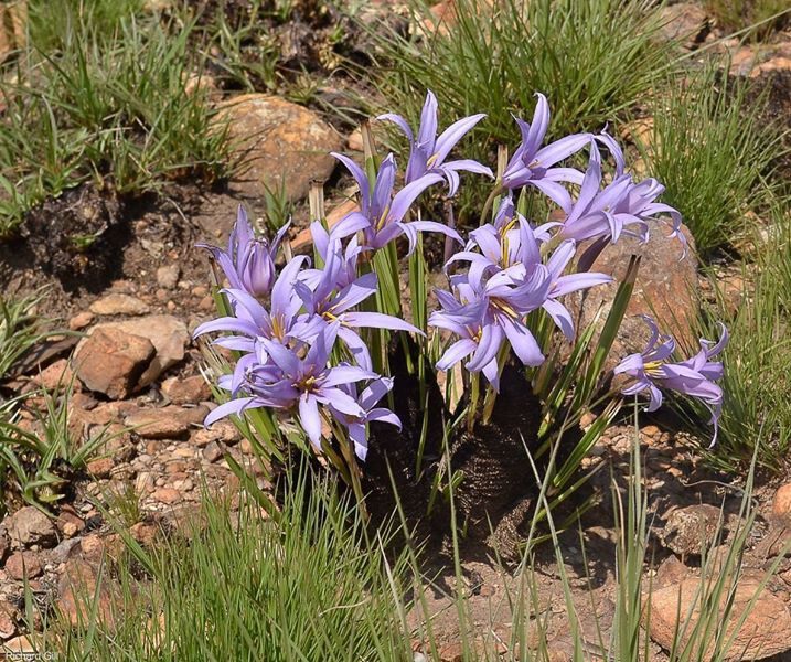 Xerophyta retinervis Rare! Hardy Black Desert Lily, Black Stick