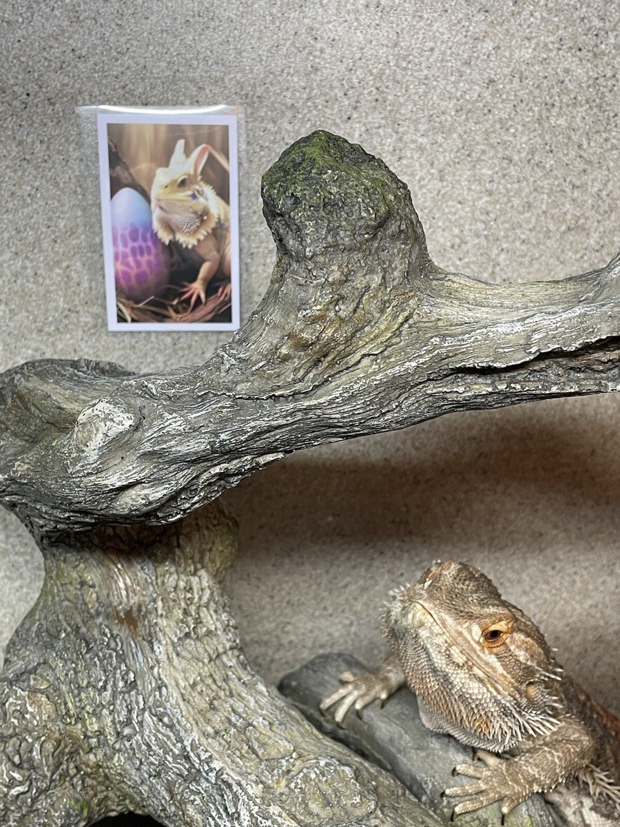 Bearded Dragons Tanks