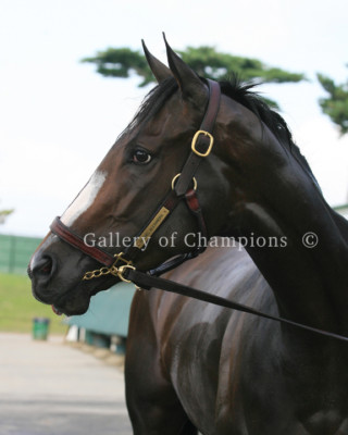 Rachel Alexandra 2008 Portrait 1 Photo 8'' x 10 - 24'' x 30'' 