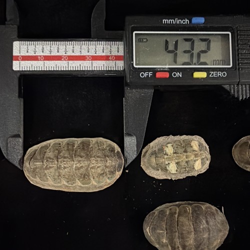 Mopalia Swanii Chiton Shells Lot Of 5 Washington 1984 (S119) - Picture 4 of 14