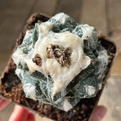 A15-942 Cactus hybr (hintonii x fissur), grafted