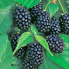 100 Pc Giant Thornless Blackberry Seeds Fruit Vegetable Seed Home Garden Plant