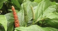 10 Seeds Long Pepper Piper Longum For Planting 