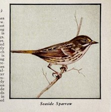 Seaside Sparrow Bird Print 1931 Blue Book Birds Of America Animals Art PCBG21B