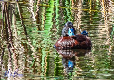 Wandbild Blauschnabel Ente in farbigem Wasser, Vogel, Großbritannien. A3 Print 