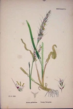 Original Old Antique Print Avena Pubescens Downy Oat Grass Colour C1878 A 19th