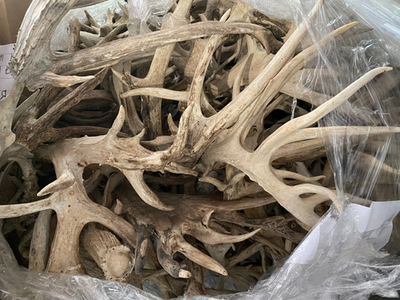 #ad Bulk Deer Antlers Whole Racks – Grade B C For Crafts or Dogs $329.99