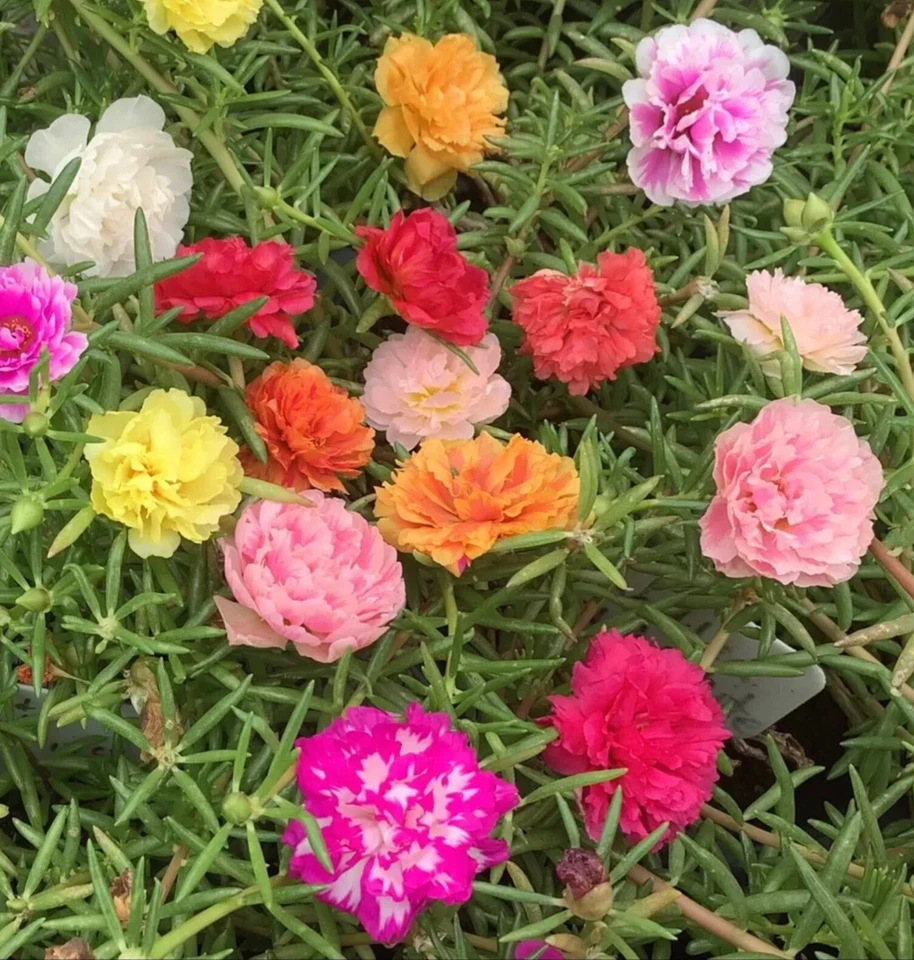 COLOR MIXES Grandiflora Portulaca Moss Rose Cuts Plants - READ DESCRIPTION - Image 4 of 4