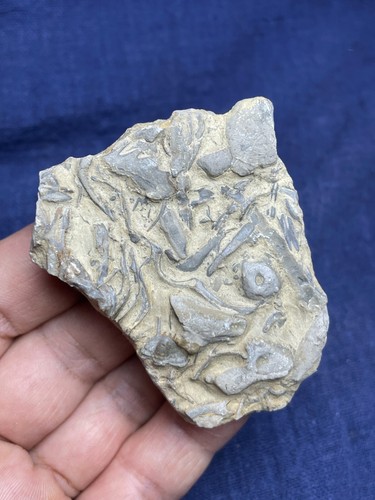 70g natural Cambrian period Blackwelderia Trilobite tail specimen - Picture 11 of 17