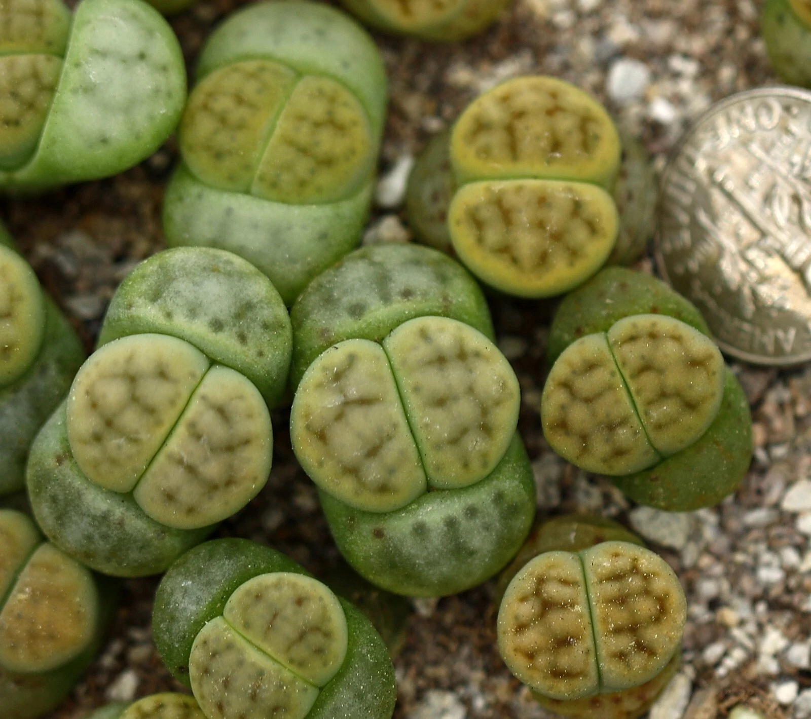 Plant -one- Lithops schwantesii 'Shagreen'
Opens in a new window or tab