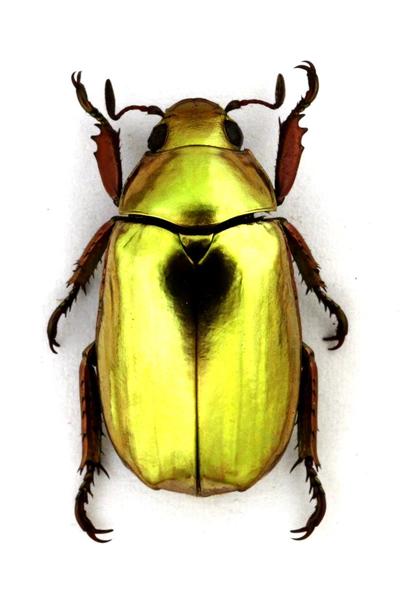 Cerambycidae Beetle for sale | eBay