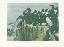 Original Old Vintage Print Guillimots 70Yr Bird 1932 A