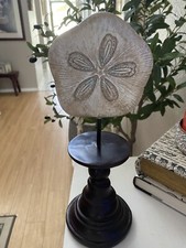 Sand Dollar Decor On Wooden Base 9 Tall