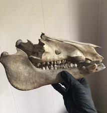 Texas Wild Boar Hog Pig Skull Bone With Small Tusks Teeth Taxidermy Odd Decor