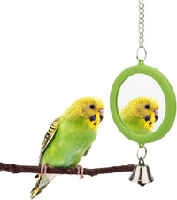 Pet Bird Mirror with Bell Interactive Parrot Toy Bird Cage Mirror for Cockatiel