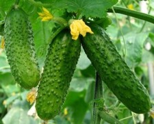 Cucumber se?ds, Cucumber Wisconsin, 1g heirloom organic se?ds SW254A +TRACK ?
