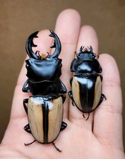 Lucanidae Odontolabis Versicolor 63mm A1 Pair From India Captive Bred, CB