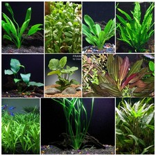 Florida 10 Species Live Aquarium Plants Bundle 10-50 Gallons Aquariums, Green