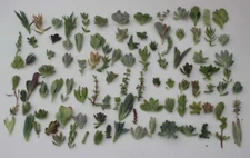 JIIMZ 30 different unique Succulent collection Cuttings 