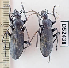D52438. Insects, Carabidae: Carabus sp. Vietnam North. A2