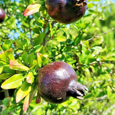 Semillas de granada negra 500++ (Punica granatum) para plantar