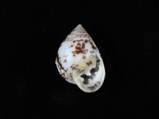 Muschel Pythia panterina 33,4mm ID#8966