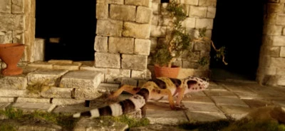 MENTA-MODELLBAU Terrarium 250 Bausteine Terrarien Deko Zubehör Rückwand Modellbausteine menf1009