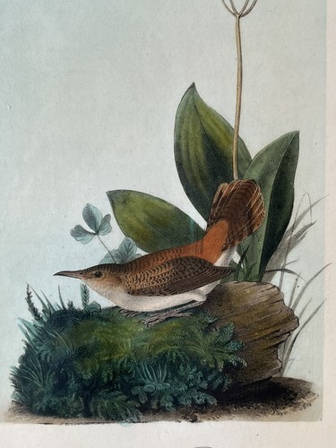 JJ Audubon Rock Wren Plate Pl. 116 Bird Print Litho 2nd Octavo Matted Gilt Frame - Picture 4 of 10