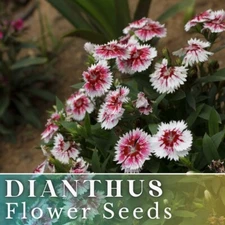 500+ Carmine Drizzle Dianthus Seeds US SELLER Annual Flowers Seed Carnation Bulk