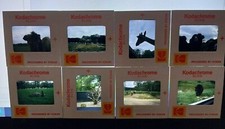 lot de 22 anciennes diapositives couleurs zoo de Thoiry 1978 Ain 01 Kodachrome