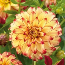 2 Stunning Giant Dinnerplate Dahlia 'Lady Darlene' Tuber/Roots Perennial Live!!!