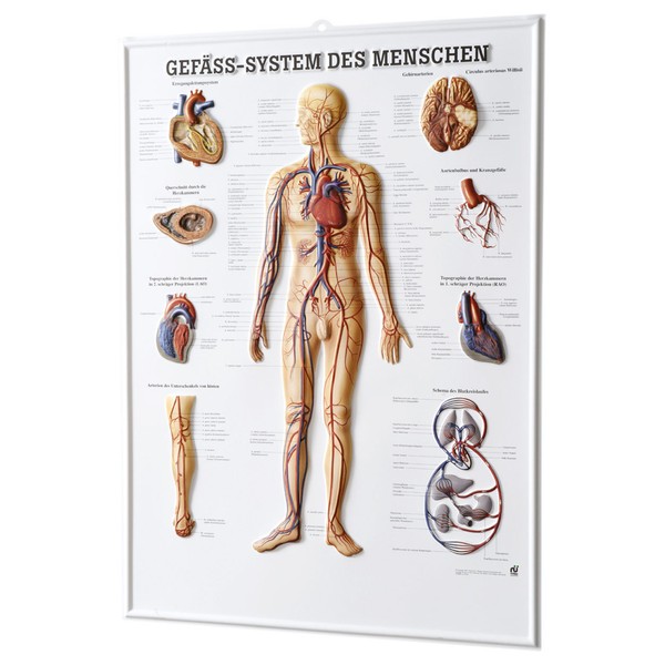 GefäßSystem Des Menschen Relieftafel Anatomie 74X54 Cm Medizinische Lehrmittel-image